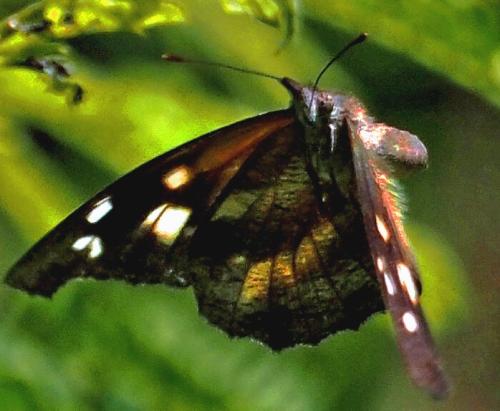 Libythea geoffroyi antipoda